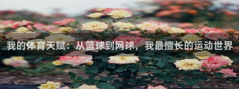 3377体育官网入口网页版